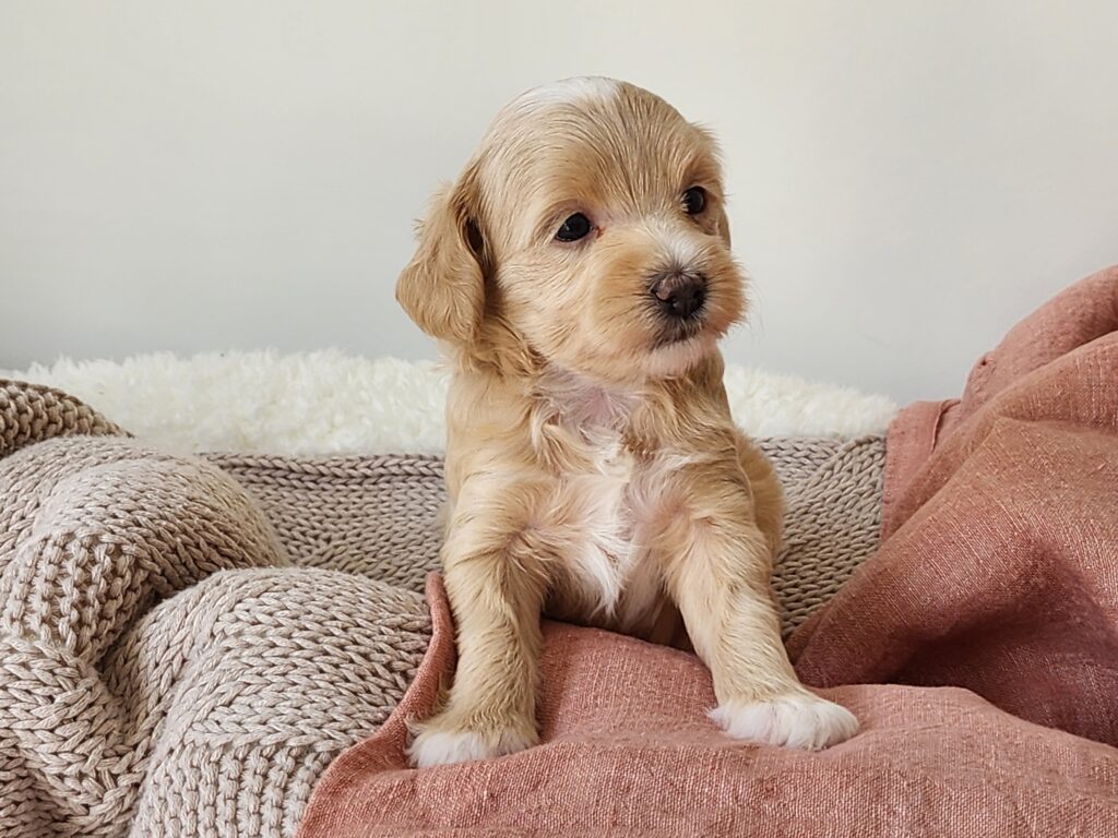 Cream Moodle Male Puppy