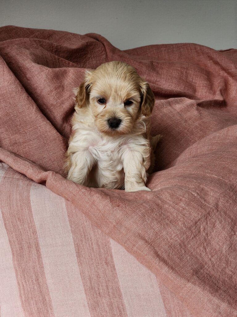 Cream Moodle Female Puppy
