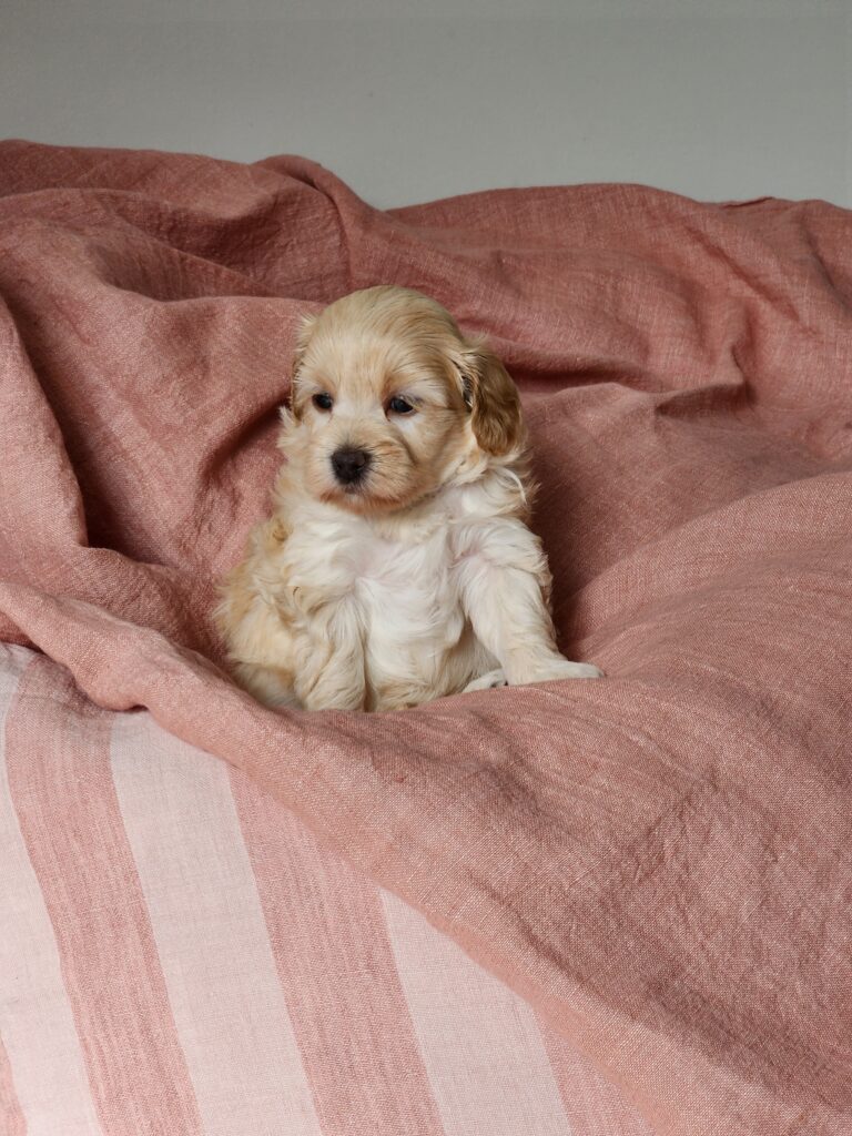 Cream Moodle Female Puppy