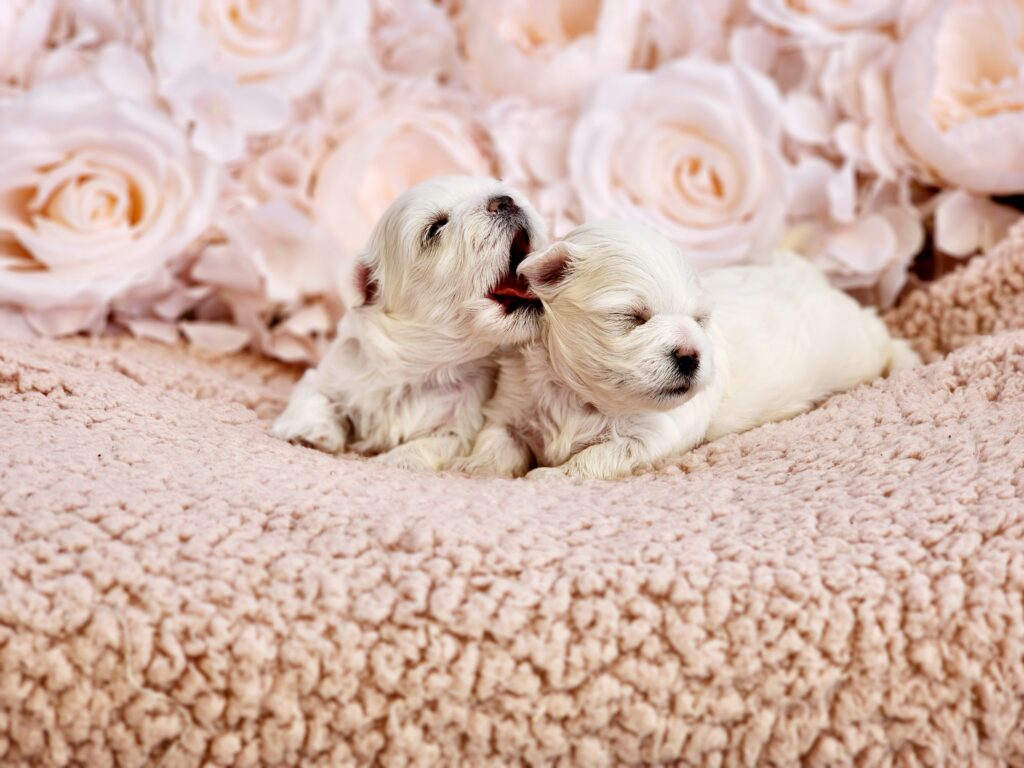 Maltese Puppies