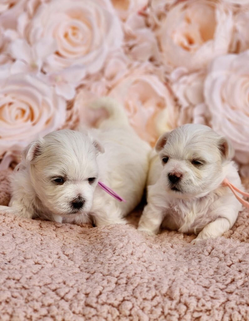 Maltese Puppies Available