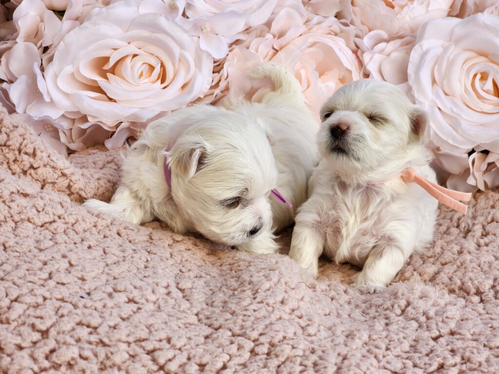 Maltese Puppies Available