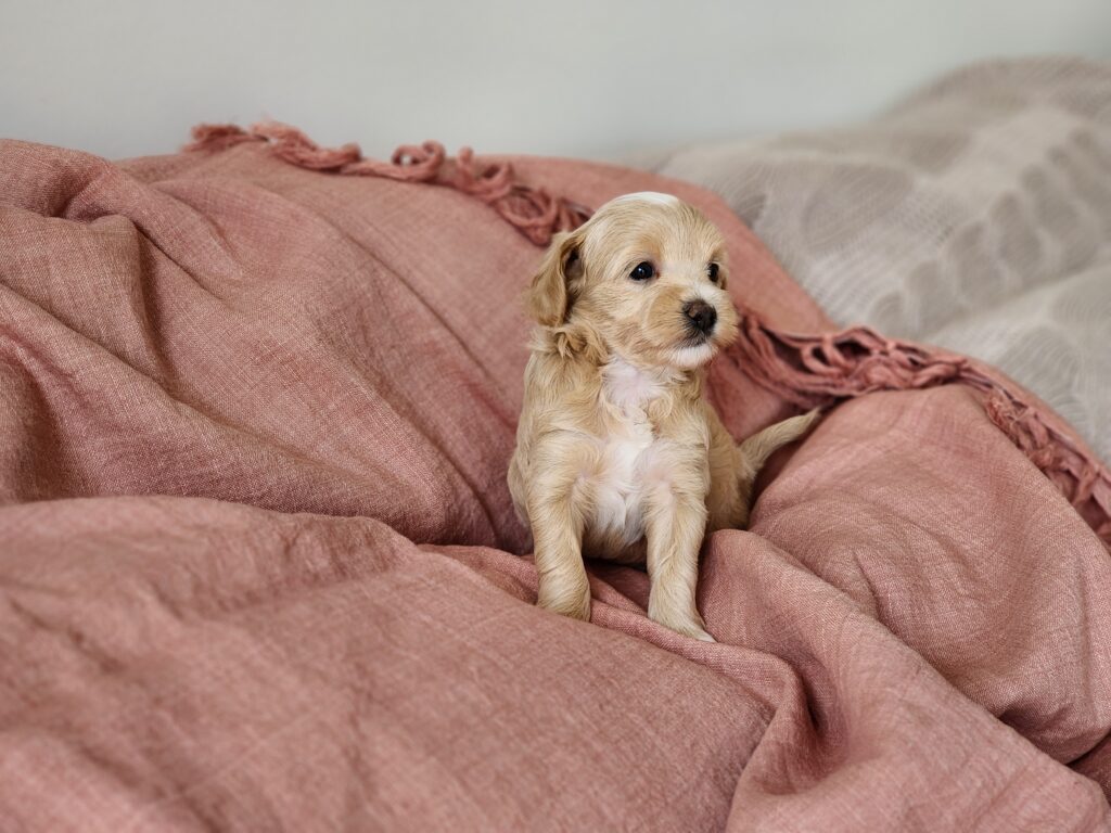 Moodle Puppy Male Beige
