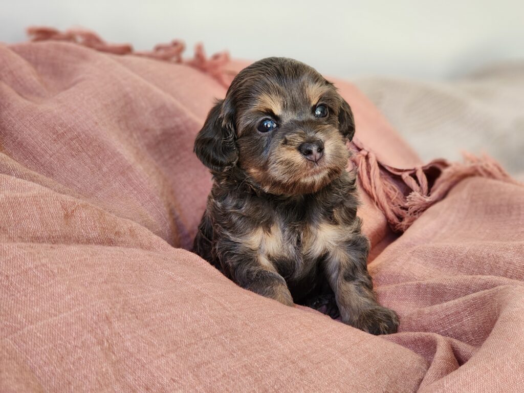 Moodle Puppy Male