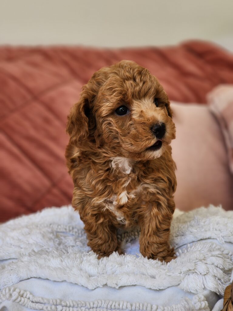 Male Moodle Puppy