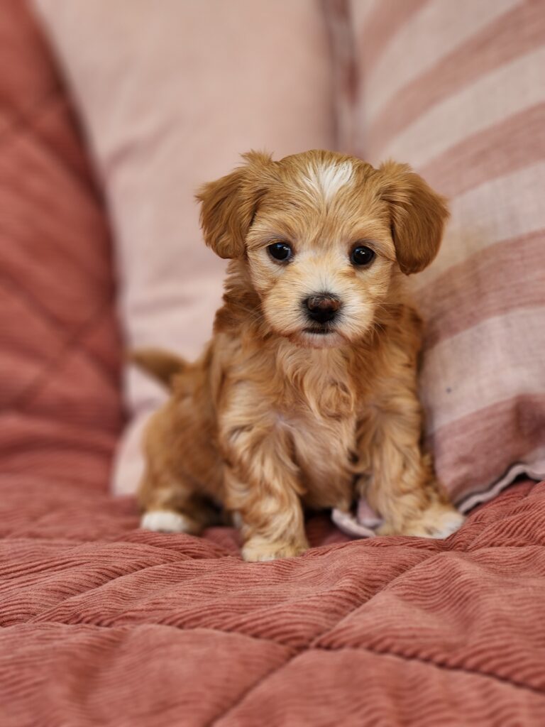 Male Moodle Puppy Available