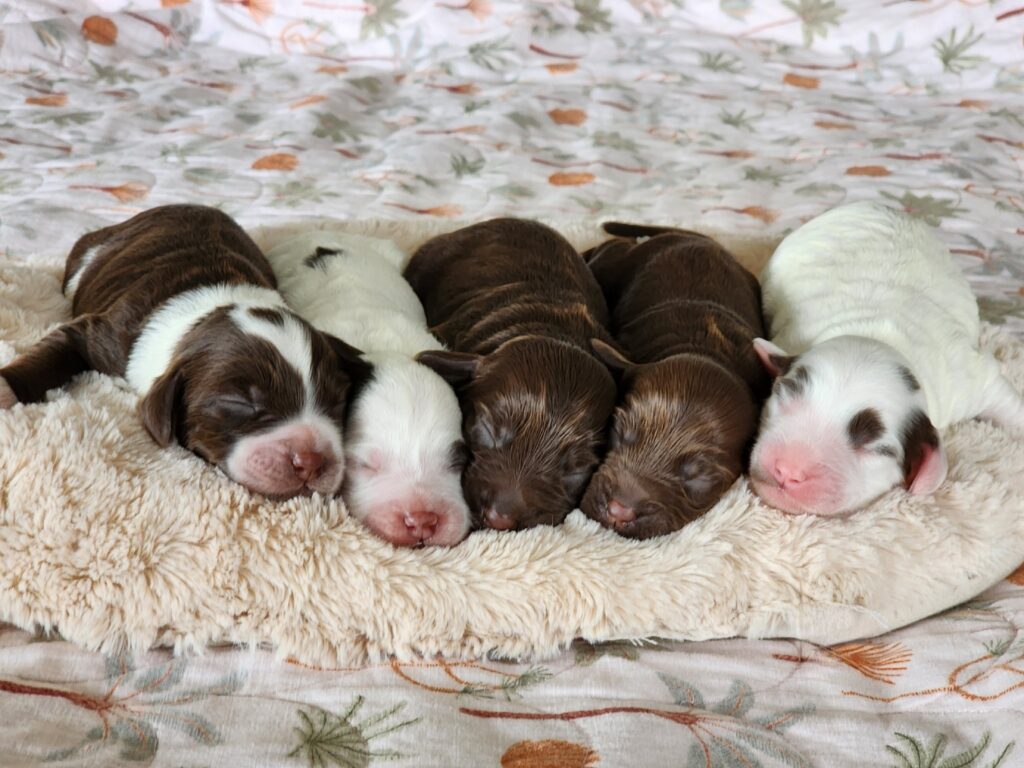 Available Australian Labradoodle Puppies