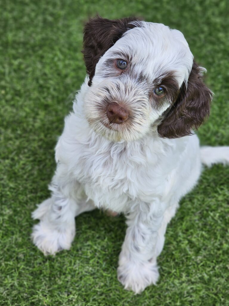 An image of a Mini Australian Labradoodle Puppy sitting on green grass