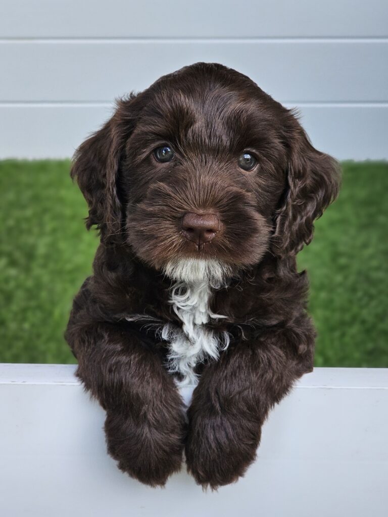 An image of a Mini Australian Labradoodle Puppy sitting on green grass