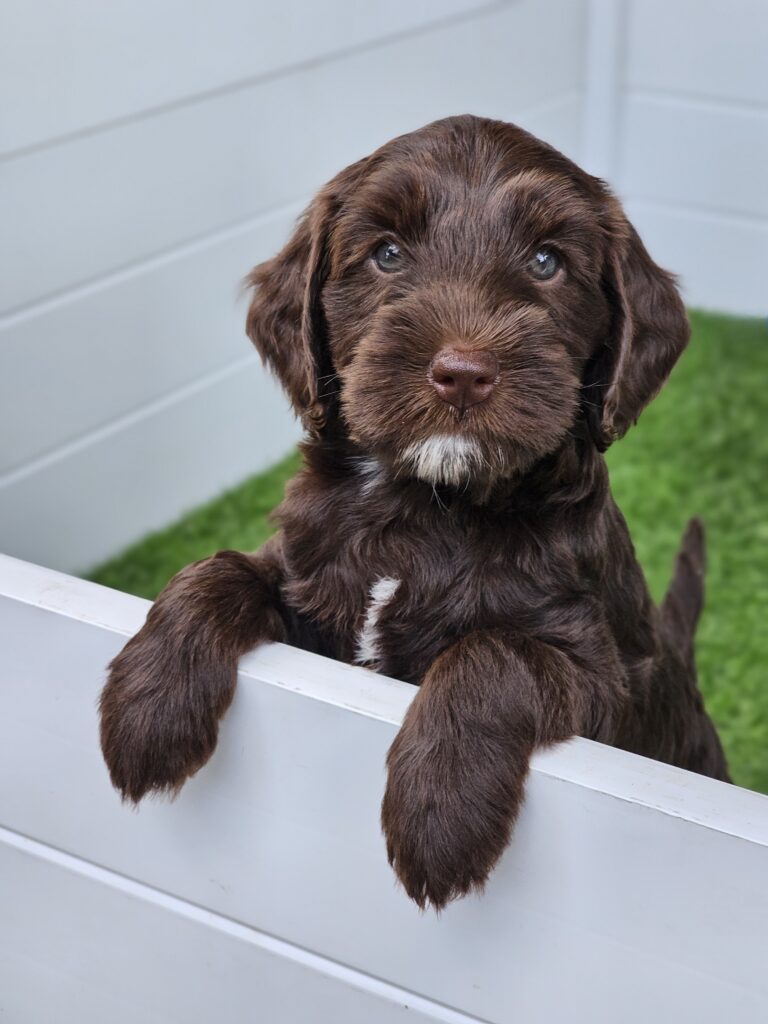 Mini Australian Labradoodle Puppy Available from Ethical Breeder