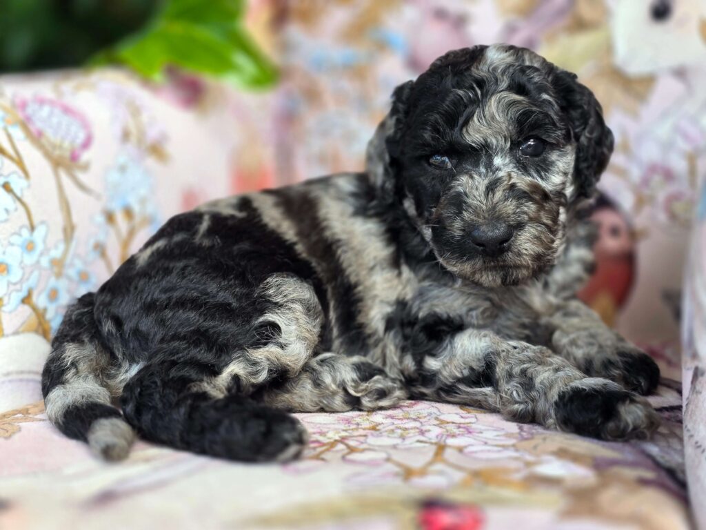 Lottiefemalemediumgroodle