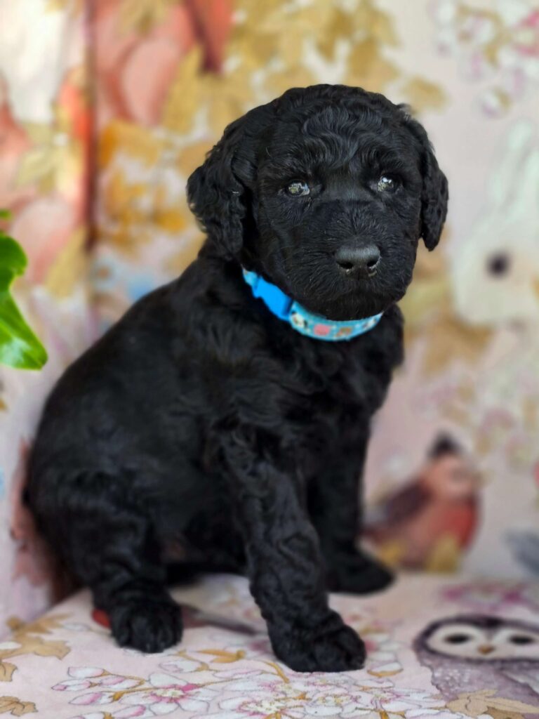 Otismalemediumgroodle