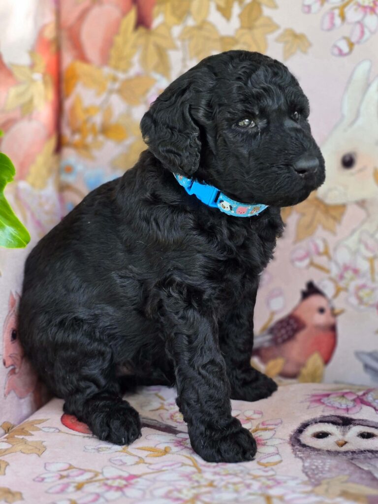 Otismalemediumgroodle(1)