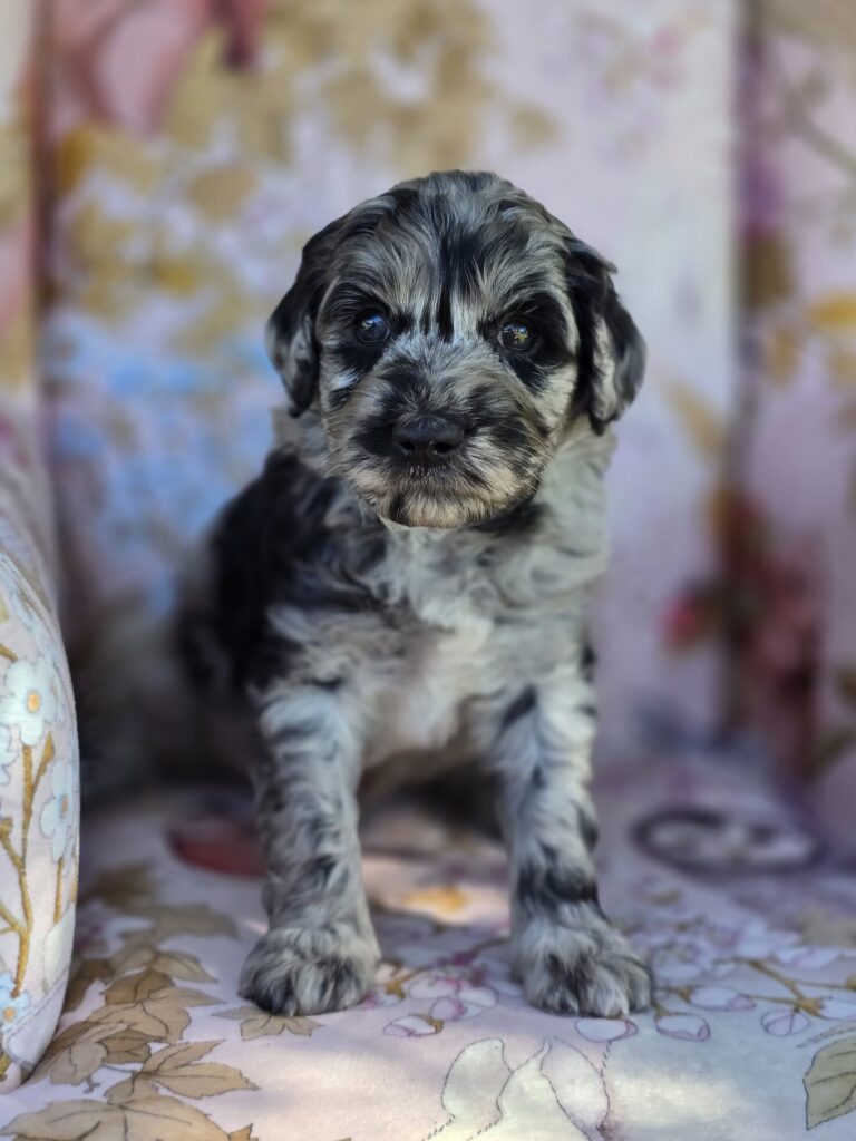 Remiboymediumgroodle