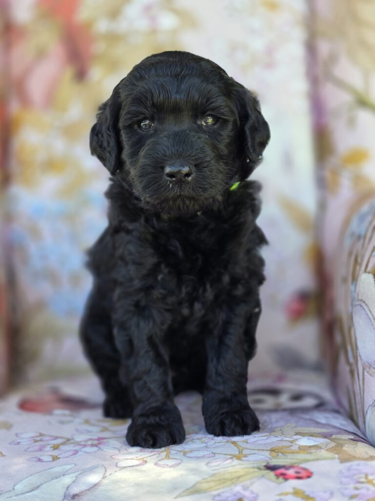 Sollymalemediumgroodle