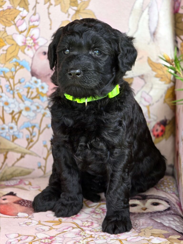 Sollymalemediumgroodle(1)